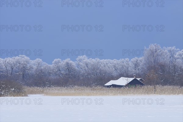 Snow-covered winter landscape with a wooden house in a reed bed