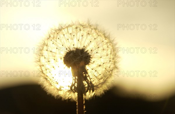Clock of a Dandelion (Taraxacum officinale) in the evening light