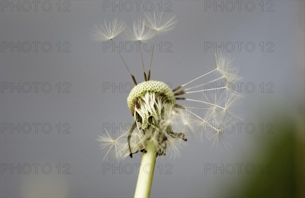 Clock of a Dandelion (Taraxacum officinale) with only a few remaining seeds