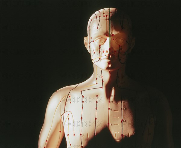 Acupuncture model