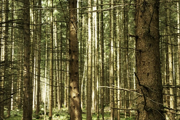 Spruce forest