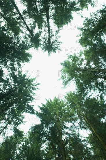 Forest glade
