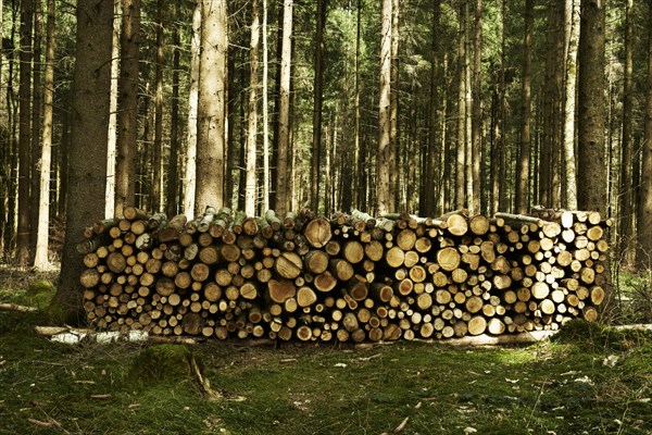 Stack of wood