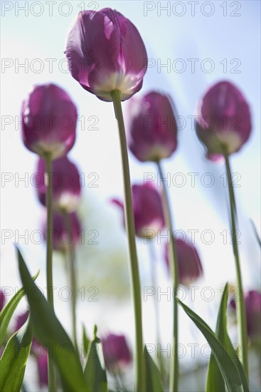 Purple tulips (Tulipa)