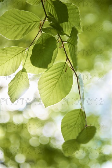 Fresh beech tree leaves (Fagus sp.)