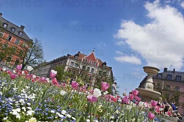 Blooming tulips in the central circular flowerbed on Gaertnerplatz square