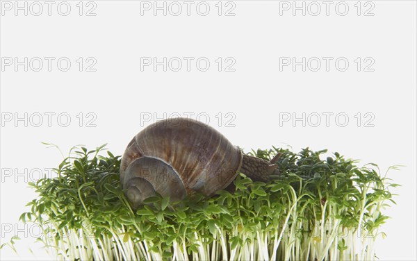 Burgundy snail