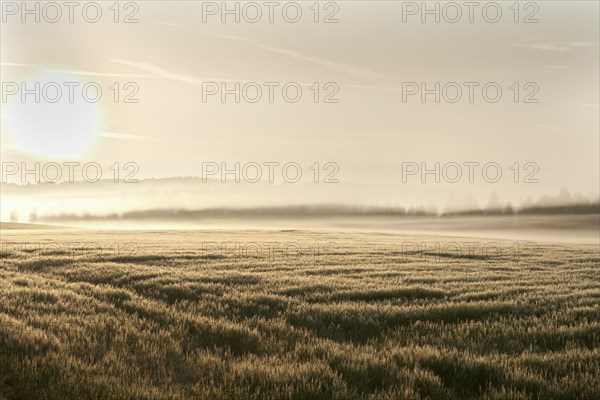 Wheat field in the morning
