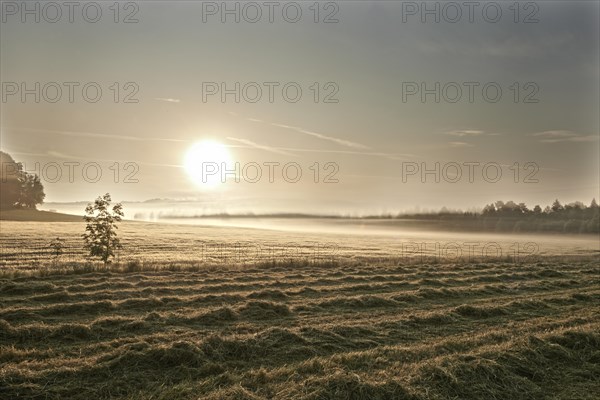 Freshly mowed lawn and a wheat field in the morning