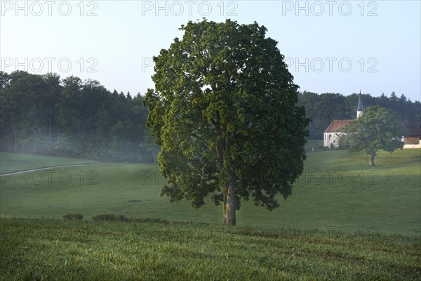 Tree and chapel in the morning with wafts of mist