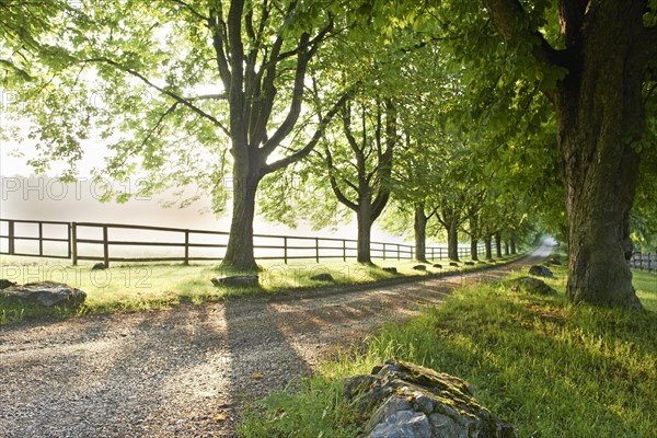 Road lined with old trees