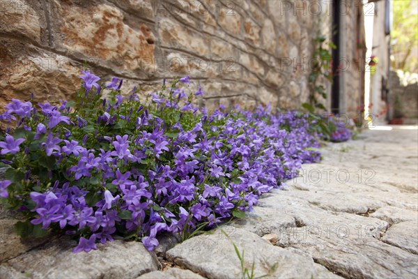 Dalmatian Bellflower or Adria Bellflower (Campanula portenschlagiana)