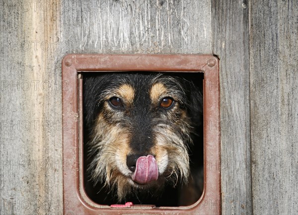 Mongrel dog looking through the cat flap of a barn