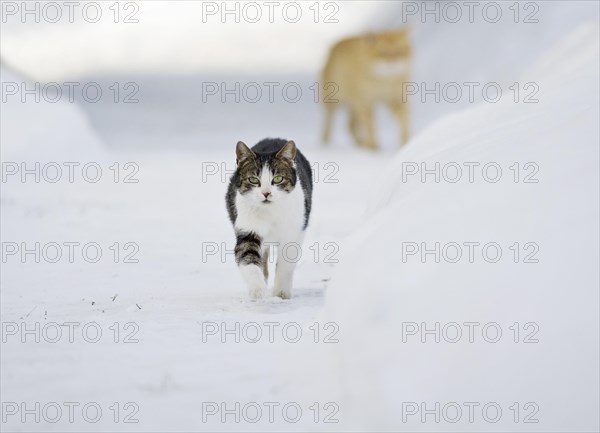 Two cats on foot on a snow-covered path