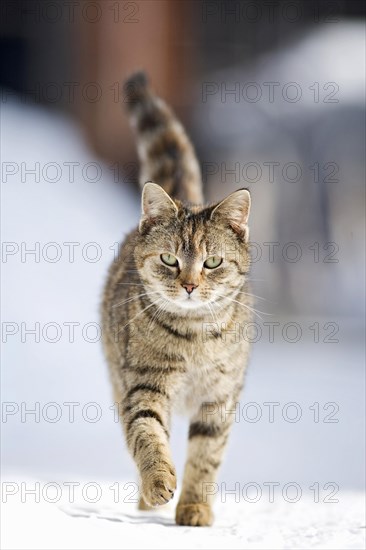 Red-brown tabby cat on foot on a snow-covered road