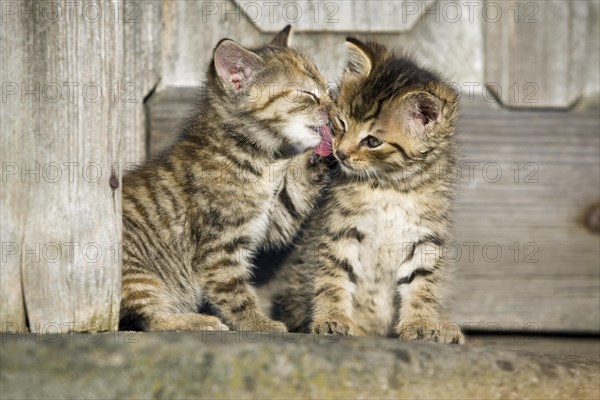 2 brown tabby kittens sitting in front of a wooden door and grooming each other