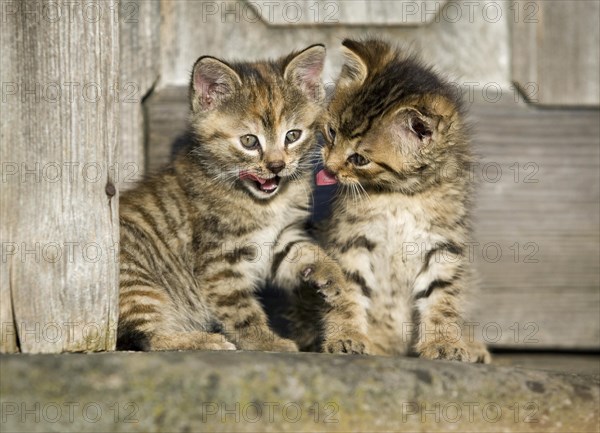 2 brown tabby kittens sitting in front of a wooden door and grooming each other