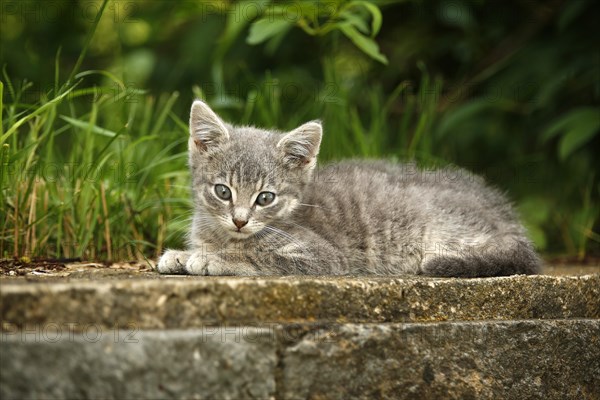 Grey tabby kitten lying on a garden wall