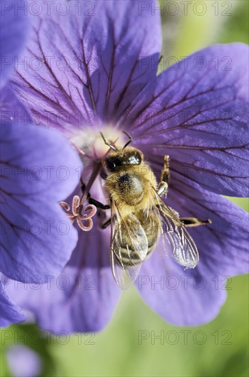 Honey Bee (Apis mellifera