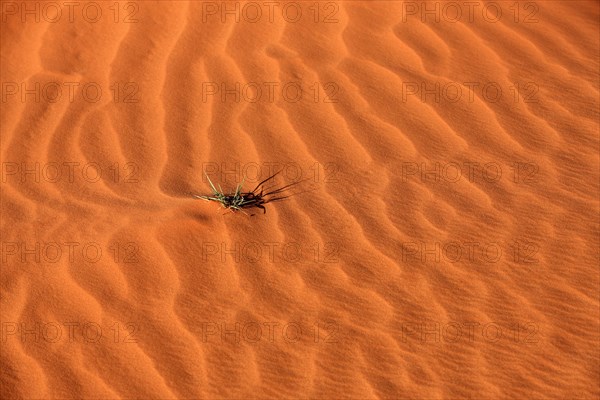 Patterns in the sand with plant