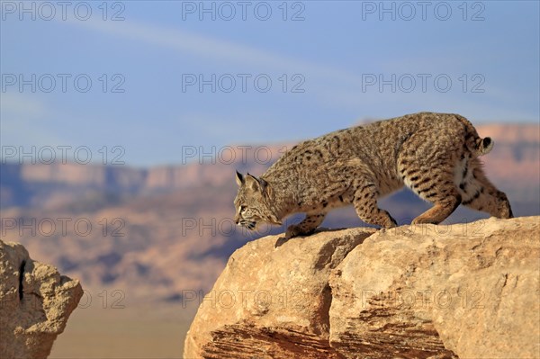 Bobcat (Lynx rufus) walking over a rock