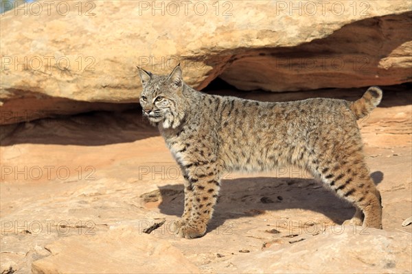 Bobcat (Lynx rufus) standing on a rock