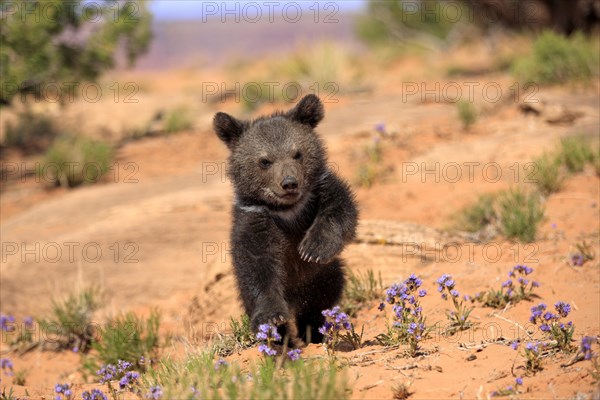 Grizzly Bear (Ursus arctos horribilis)