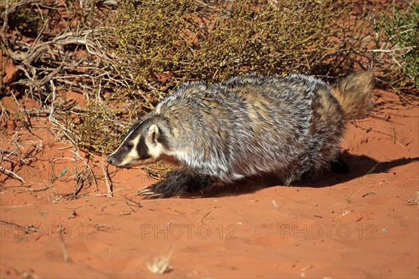 American badger (Taxidea taxus)