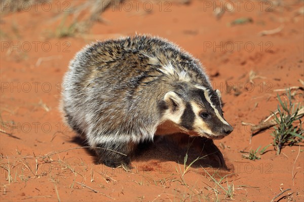 American badger (Taxidea taxus)