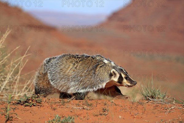 American badger (Taxidea taxus)