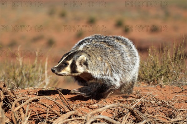 American badger (Taxidea taxus)