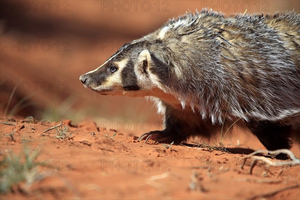 American badger (Taxidea taxus)