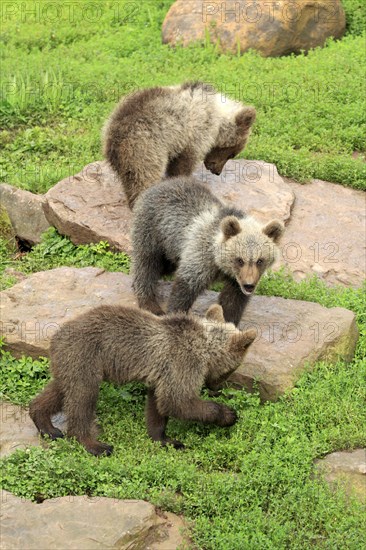 Brown Bear (Ursus arctos)