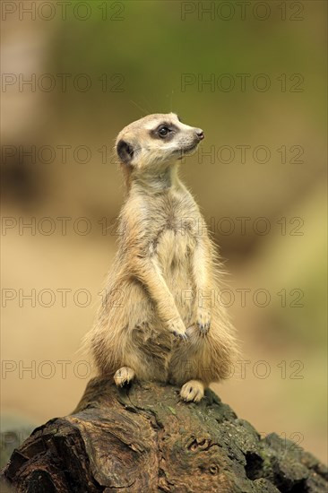 Meerkat (Suricata suricatta)