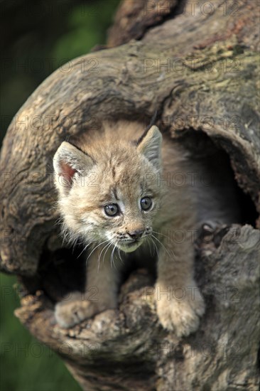 Canada Lynx (Lynx canadensis)