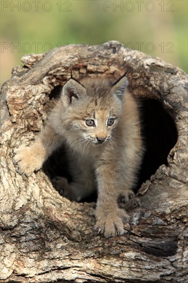 Canada Lynx (Lynx canadensis)