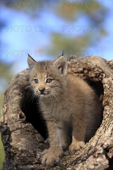 Canada Lynx (Lynx canadensis)