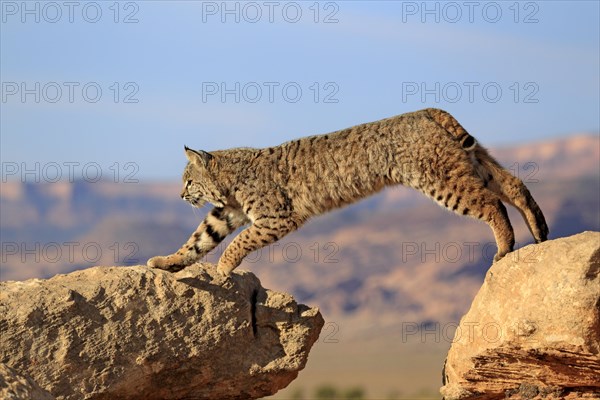 Bobcat (Lynx rufus) jumping onto a rock