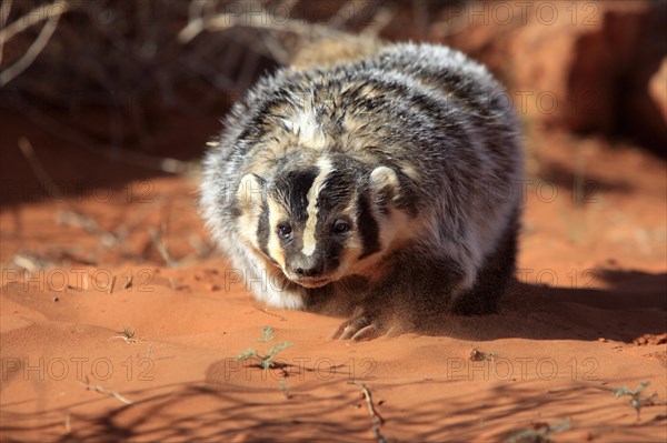 American badger (Taxidea taxus)