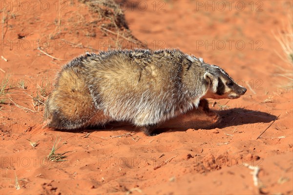 American badger (Taxidea taxus)