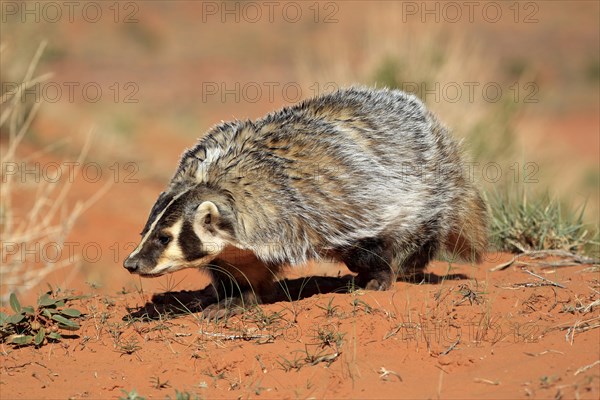 American badger (Taxidea taxus)