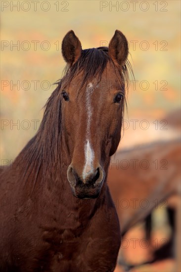 Mustang