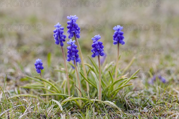 Grape Hyacinth (Muscari botryoides)