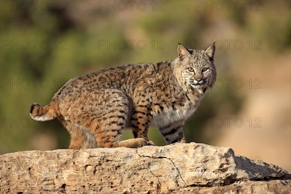 Bobcat (Lynx rufus) standing on a rock