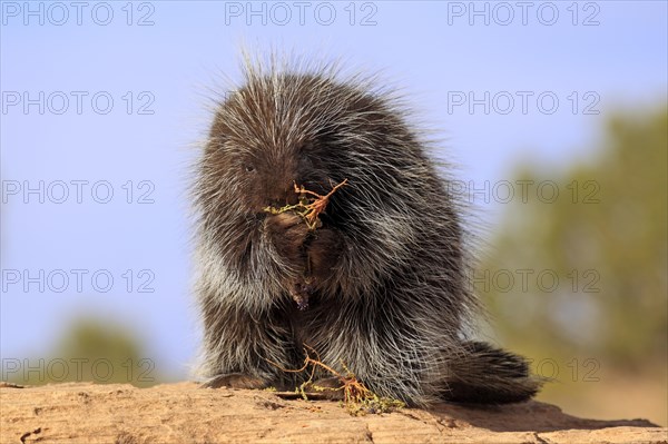 North American Porcupine (Erethizon dorsatum)