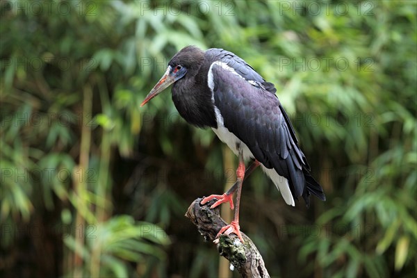 Abdim's Stork or White-bellied Stork (Ciconia abdimii)