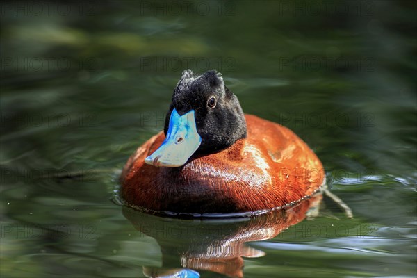 Lake Duck or Argentine Lake Duck (Oxyura vittata)