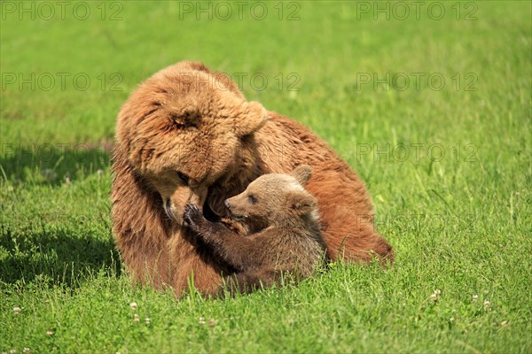 Brown Bears (Ursus arctos)