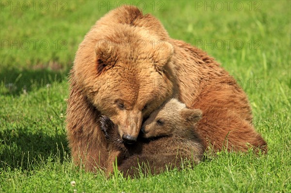 Brown Bears (Ursus arctos)