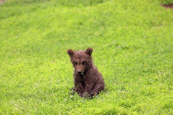 Brown Bear (Ursus arctos) cub